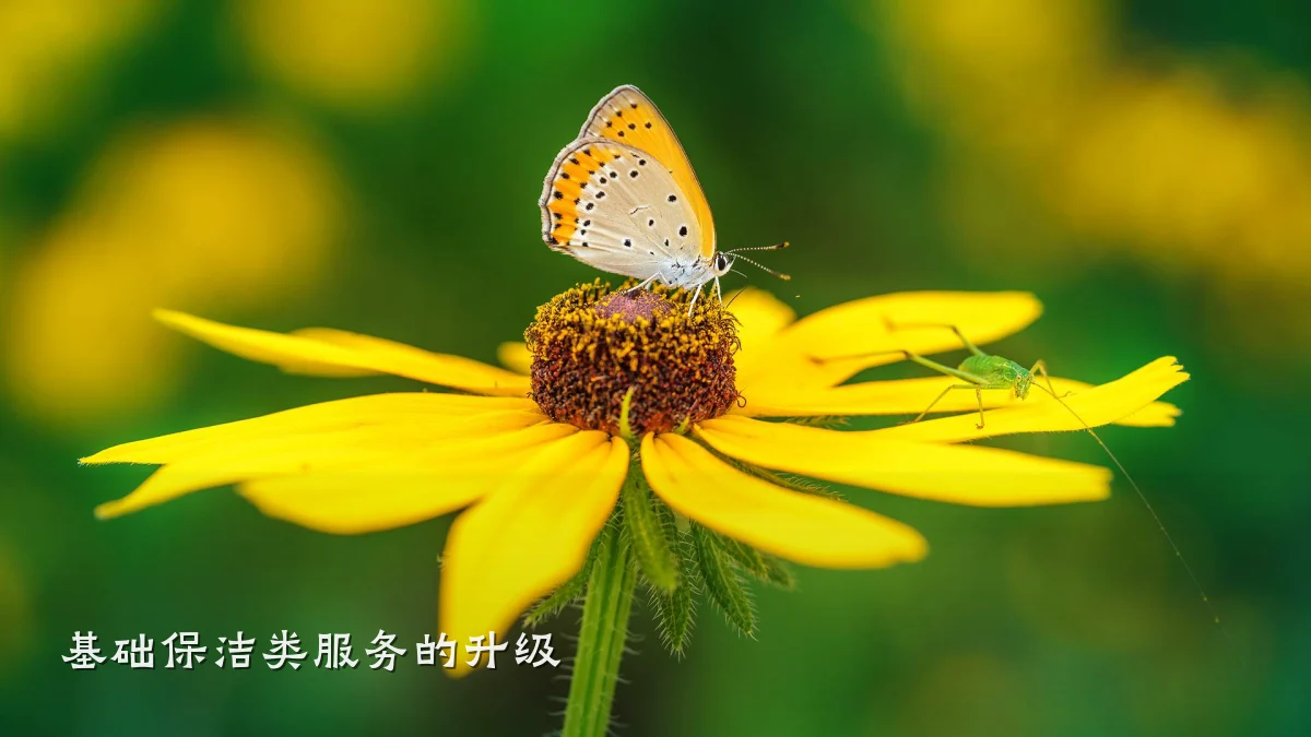基础保洁类服务的升级