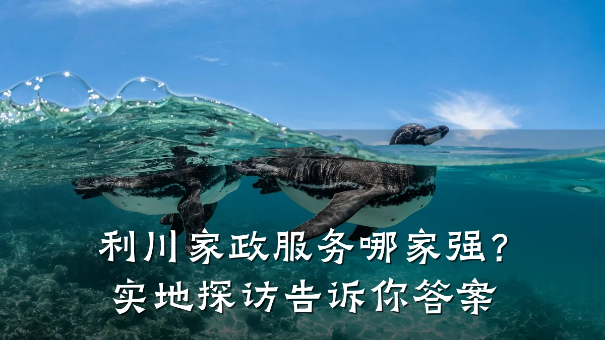 利川家政服务哪家强?实地探访告诉你答案