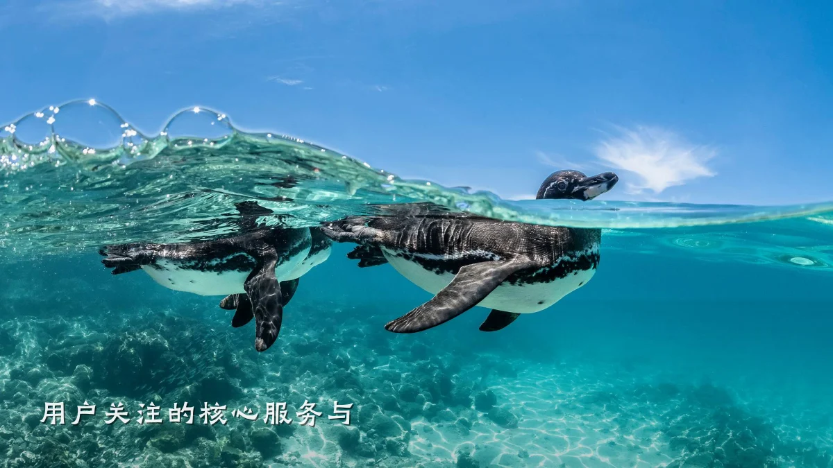 用户关注的核心服务与