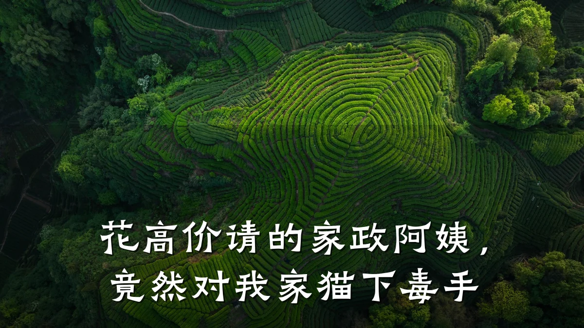 花高价请的家政阿姨,竟然对我家猫下毒手