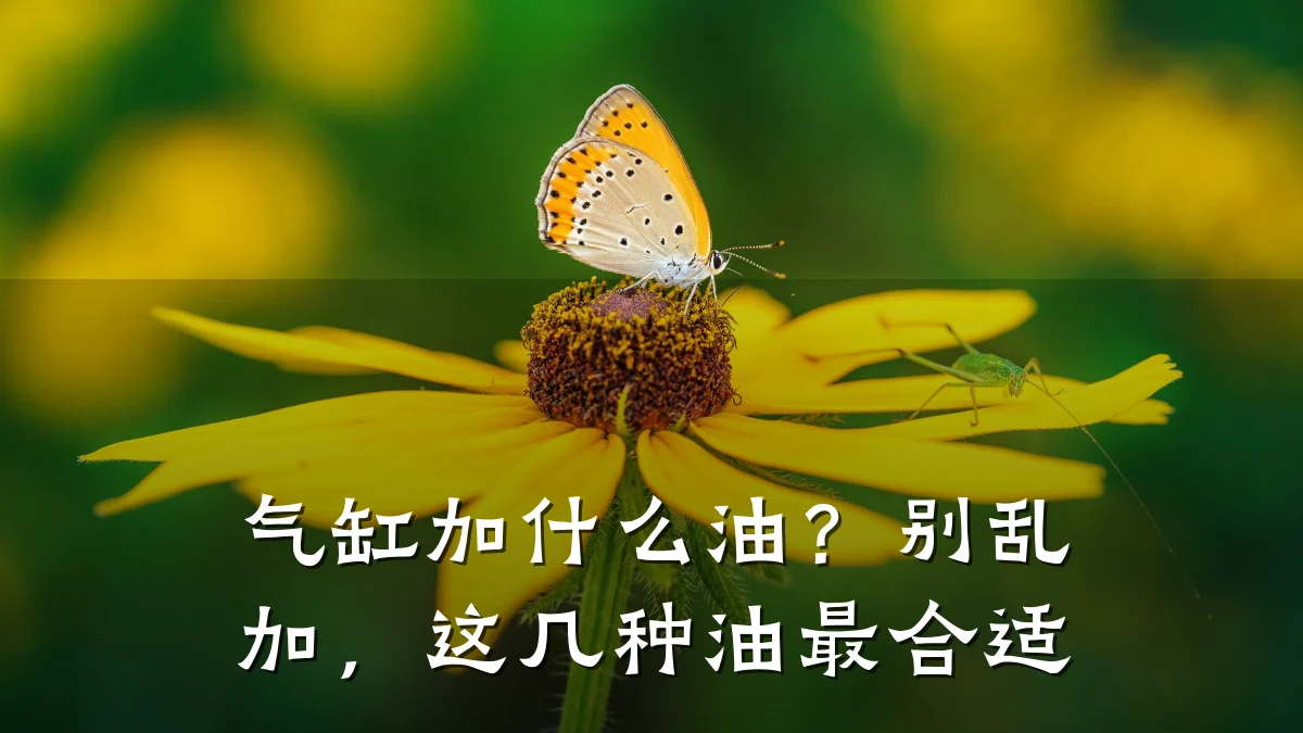 气缸加什么油？别乱加，这几种油最合适