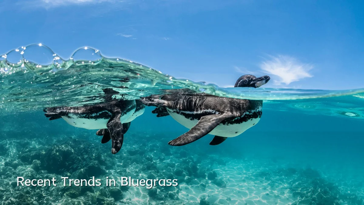 Recent Trends in Bluegrass