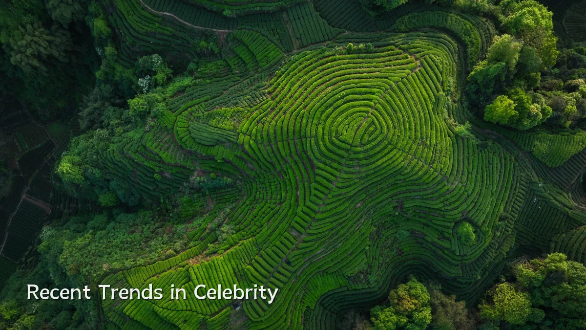 Recent Trends in Celebrity