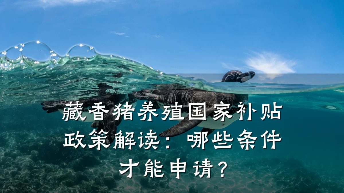 藏香猪养殖国家补贴政策解读:哪些条件才能申请?