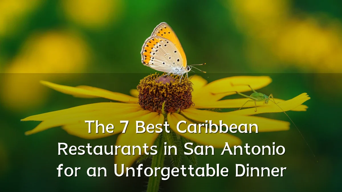 The 7 Best Caribbean Restaurants in San Antonio for an Unforgettable Dinner